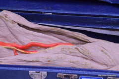 NASCO LIFE FORM REPLICAS LF822 THE LOWER EXTREMITY