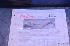 NASCO LIFE FORM REPLICAS LF822 THE LOWER EXTREMITY