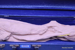 NASCO LIFE FORM REPLICAS LF822 THE LOWER EXTREMITY