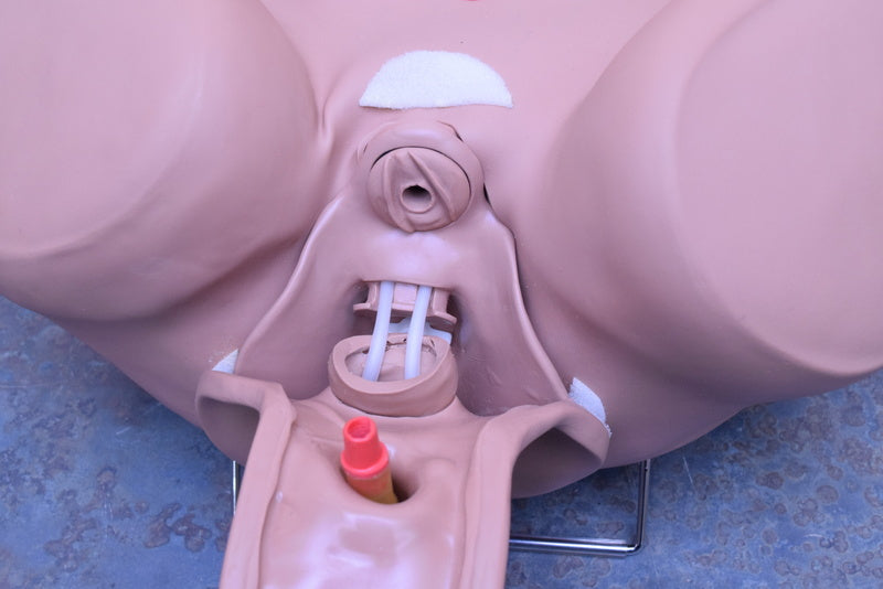 GAUMARD SCIENTIFIC PROSTATE MALE EXAMINATION SIMULATOR