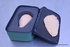 HEALTH EDCO STANDARD BSE MODEL FOR BREAST EXAMINATION